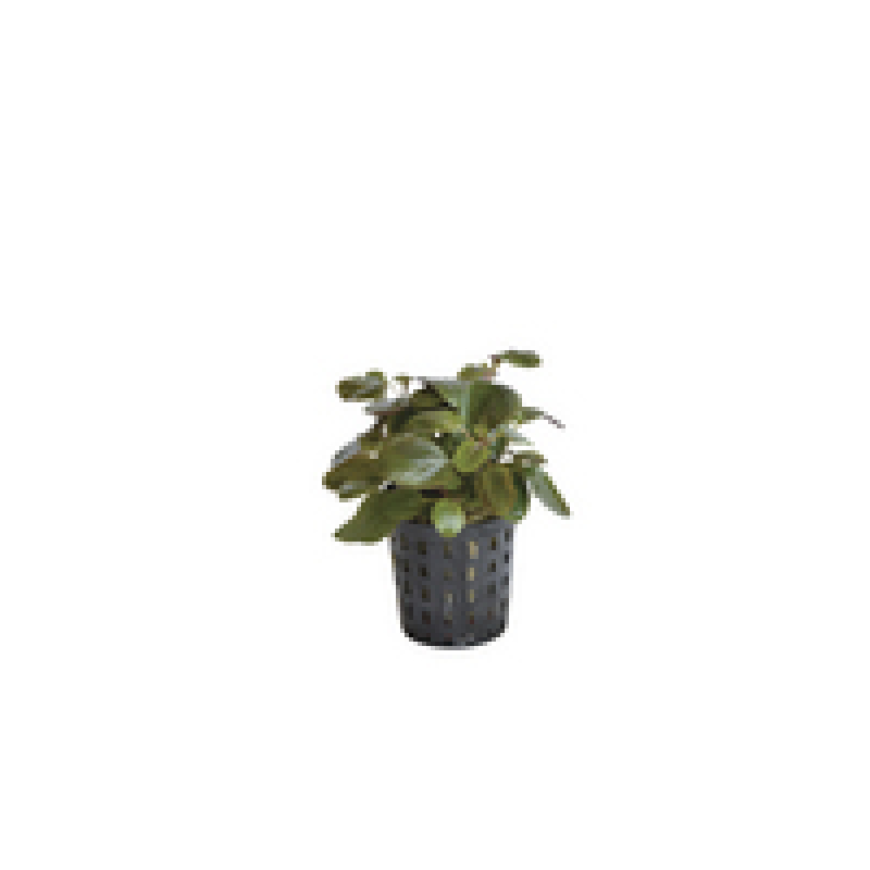 6x Lobelia Cardinalis Dwarf